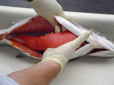 Clean salmon insides well.